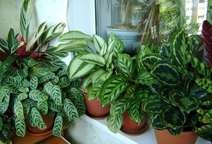 Комнатные растения для гостиной