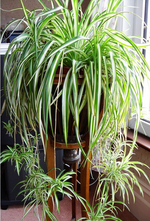 Комнатные растения для гостиной