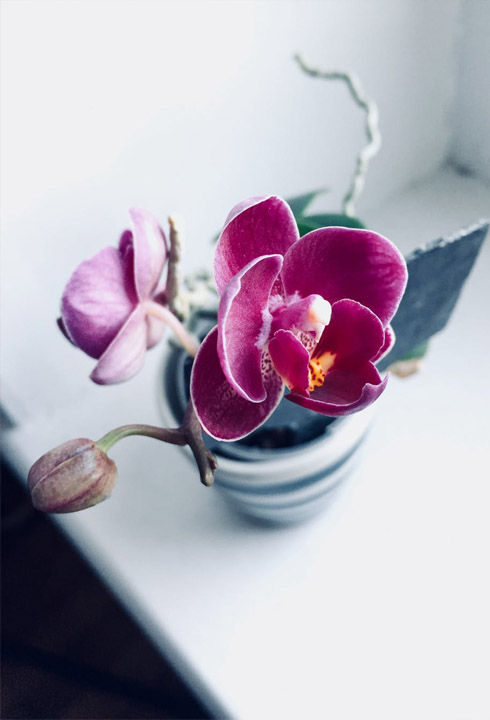 Комнатные растения – отличный подарок на День всех влюбленных